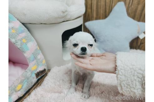 成約済の兵庫県のチワワ(ロングコート)-157036の16枚目